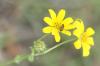 <img100*0:stuff/z/73640/Yellow%2520Flower%2520Reference/i1264991402_25.jpg>