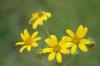 <img100*0:stuff/z/73640/Yellow%2520Flower%2520Reference/i1264991402_26.jpg>