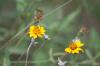 <img100*0:stuff/z/73640/Yellow%2520Flower%2520Reference/i1264991402_27.jpg>