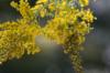 <img100*0:stuff/z/73640/Yellow%2520Flower%2520Reference/i1264991402_28.jpg>