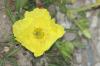 <img100*0:stuff/z/73640/Yellow%2520Flower%2520Reference/i1264991402_29.jpg>