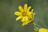 <img100*0:stuff/z/73640/Yellow%2520Flower%2520Reference/i1264991402_30.jpg>