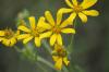 <img100*0:stuff/z/73640/Yellow%2520Flower%2520Reference/i1264991402_31.jpg>
