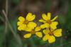 <img100*0:stuff/z/73640/Yellow%2520Flower%2520Reference/i1264991402_32.jpg>