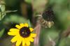 <img100*0:stuff/z/73640/Yellow%2520Flower%2520Reference/i1264991402_33.jpg>