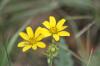 <img100*0:stuff/z/73640/Yellow%2520Flower%2520Reference/i1264991402_34.jpg>