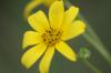 <img100*0:stuff/z/73640/Yellow%2520Flower%2520Reference/i1264991402_35.jpg>