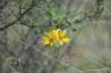 <img100*0:stuff/z/73640/Yellow%2520Flower%2520Reference/i1264991402_36.jpg>