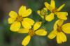 <img100*0:stuff/z/73640/Yellow%2520Flower%2520Reference/i1264991852_1.jpg>