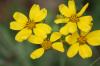 <img100*0:stuff/z/73640/Yellow%2520Flower%2520Reference/i1264991852_2.jpg>