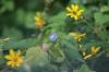 <img100*0:stuff/z/73640/Yellow%2520Flower%2520Reference/i1264991852_3.jpg>