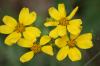 <img100*0:stuff/z/73640/Yellow%2520Flower%2520Reference/i1264991852_4.jpg>