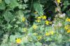 <img100*0:stuff/z/73640/Yellow%2520Flower%2520Reference/i1264991852_5.jpg>