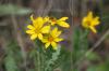 <img100*0:stuff/z/73640/Yellow%2520Flower%2520Reference/i1264991852_6.jpg>