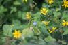 <img100*0:stuff/z/73640/Yellow%2520Flower%2520Reference/i1264991853_10.jpg>