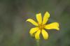 <img100*0:stuff/z/73640/Yellow%2520Flower%2520Reference/i1264991853_7.jpg>