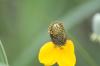 <img100*0:stuff/z/73640/Yellow%2520Flower%2520Reference/i1264991853_8.jpg>