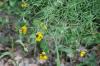 <img100*0:stuff/z/73640/Yellow%2520Flower%2520Reference/i1264991853_9.jpg>