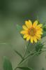 Yellow Flower Reference