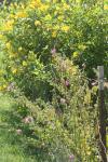 <img100*0:stuff/z/73640/Yellow%2520Flower%2520Reference/i1264992652_10.jpg>