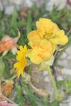 <img100*0:stuff/z/73640/Yellow%2520Flower%2520Reference/i1264992652_11.jpg>