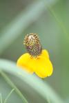 <img100*0:stuff/z/73640/Yellow%2520Flower%2520Reference/i1264992652_12.jpg>