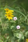 <img100*0:stuff/z/73640/Yellow%2520Flower%2520Reference/i1264992652_13.jpg>