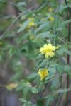 <img100*0:stuff/z/73640/Yellow%2520Flower%2520Reference/i1264992652_14.jpg>