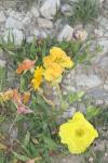 <img100*0:stuff/z/73640/Yellow%2520Flower%2520Reference/i1264992652_15.jpg>