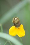 <img100*0:stuff/z/73640/Yellow%2520Flower%2520Reference/i1264992652_16.jpg>
