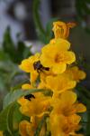 <img100*0:stuff/z/73640/Yellow%2520Flower%2520Reference/i1264992652_2.jpg>