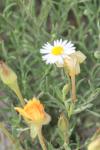 <img100*0:stuff/z/73640/Yellow%2520Flower%2520Reference/i1264992652_3.jpg>