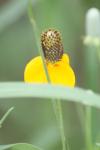 <img100*0:stuff/z/73640/Yellow%2520Flower%2520Reference/i1264992652_4.jpg>