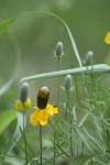 <img100*0:stuff/z/73640/Yellow%2520Flower%2520Reference/i1264992652_5.jpg>