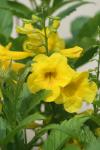 <img100*0:stuff/z/73640/Yellow%2520Flower%2520Reference/i1264992652_6.jpg>