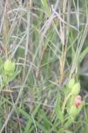 <img100*0:stuff/z/73640/Yellow%2520Flower%2520Reference/i1264992652_7.jpg>
