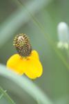 <img100*0:stuff/z/73640/Yellow%2520Flower%2520Reference/i1264992652_8.jpg>