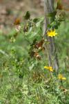 <img100*0:stuff/z/73640/Yellow%2520Flower%2520Reference/i1264992652_9.jpg>