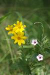 <img100*0:stuff/z/73640/Yellow%2520Flower%2520Reference/i1264992653_17.jpg>