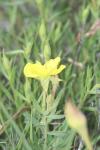 <img100*0:stuff/z/73640/Yellow%2520Flower%2520Reference/i1264992653_18.jpg>