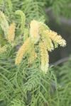 <img100*0:stuff/z/73640/Yellow%2520Flower%2520Reference/i1264992653_19.jpg>
