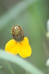 <img100*0:stuff/z/73640/Yellow%2520Flower%2520Reference/i1264992653_20.jpg>