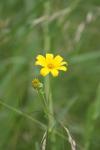 <img100*0:stuff/z/73640/Yellow%2520Flower%2520Reference/i1264992653_21.jpg>