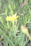 <img100*0:stuff/z/73640/Yellow%2520Flower%2520Reference/i1264992653_22.jpg>