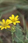 <img100*0:stuff/z/73640/Yellow%2520Flower%2520Reference/i1264992653_23.jpg>
