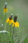 <img100*0:stuff/z/73640/Yellow%2520Flower%2520Reference/i1264992653_24.jpg>