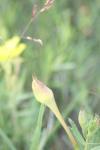 <img100*0:stuff/z/73640/Yellow%2520Flower%2520Reference/i1264992653_25.jpg>