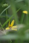 <img100*0:stuff/z/73640/Yellow%2520Flower%2520Reference/i1264992653_26.jpg>