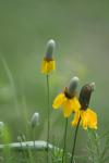 <img100*0:stuff/z/73640/Yellow%2520Flower%2520Reference/i1264992653_27.jpg>