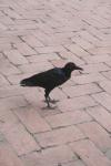 <img100*0:stuff/z/73640/animal%2520reference/i1257142199_1.jpg>